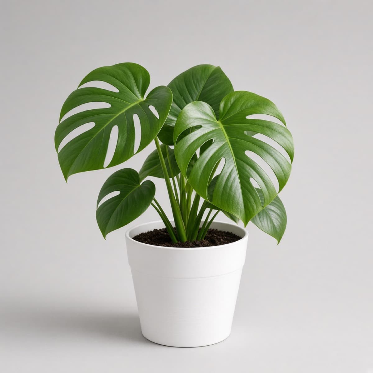 Starter monstera in a white nursery pot