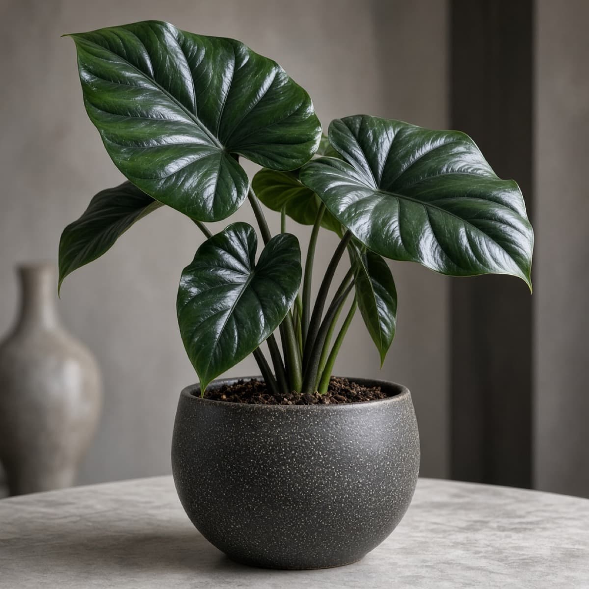 Statement Alocasia in a ceramic planter